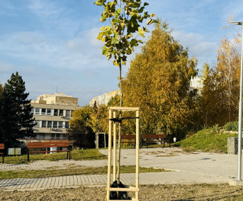 Aktuality / Revitalizácia zelene prináša zelenší a krajší park - foto